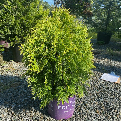 Thuja Occidentalis Lemon Burst Arborvitae | SiteOne US